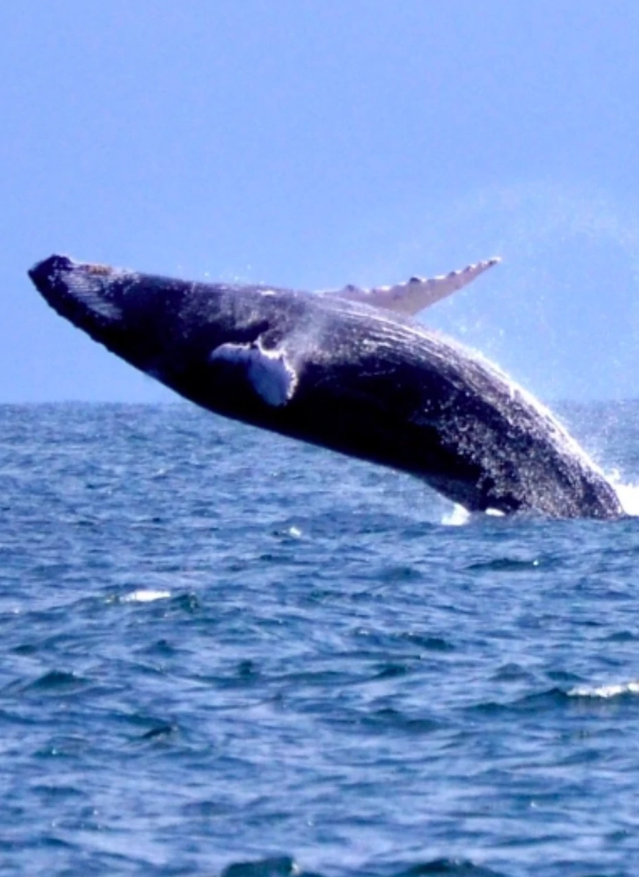 Serene Spa Samaná - Quiénes Somos